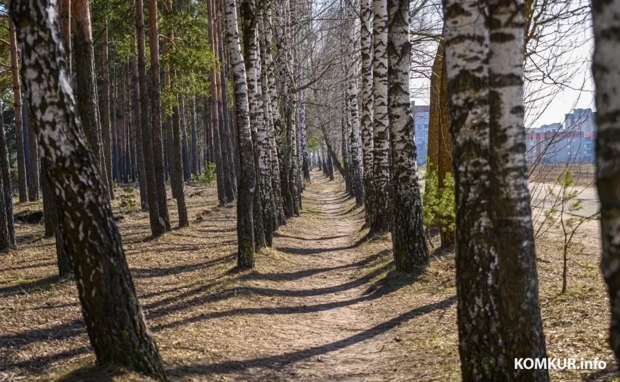 Ограничения на посещение лесов введено по всей Беларуси