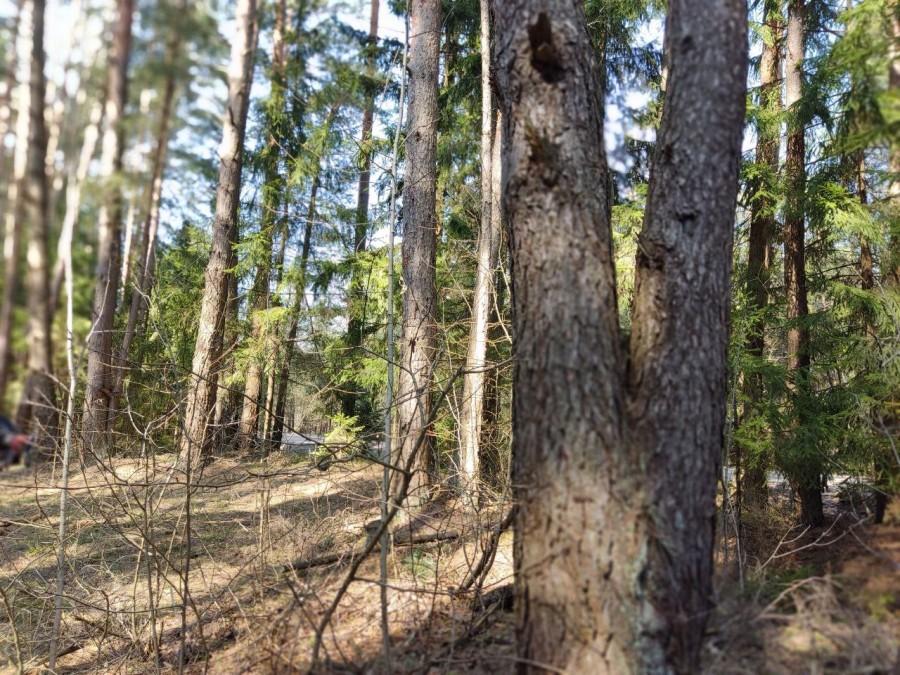 Ограничения на посещение лесов сняты практически по всей Беларуси