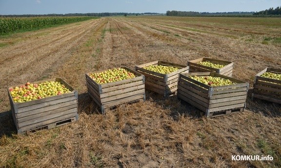 Суд оштрафовал несколько сельхозпредприятий за превышение цен на овощи и фрукты