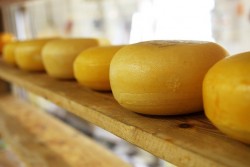 Беларусь вошла в число мировых лидеров по производству сыра
