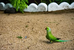 Зачем попугаю нужен песок: знают только заботливые хозяева