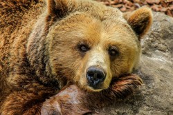 В США погиб охотник, на которого с дерева упал подстреленный медведь