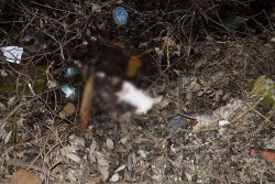 В Бобруйске мужчина убил котенка на глазах у маленькой девочки, а после… написал заявление на ее отца