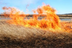 За прошедшие сутки спасатели Могилевской области ликвидировали 18 пожаров сухой травы