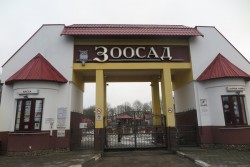 В компанию к Симбе: в зоосаде под Могилевом появятся еще два льва