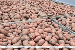 Дорогой картофель продал по цене дешевого: в Кировском районе инженера-технолога одного из аграрных предприятий осудили за махинации
