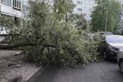 4 мая в Могилевской области бушевал ветер. О последствиях рассказали в МЧС