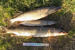 В Быховском районе закинули рыбаки в Днепр сети и вытянули… уголовную статью