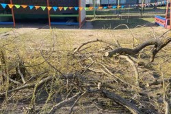 В Бобруйске во время прогулки в садике на ребенка упала ветка дерева. У малыша – перелом ключицы