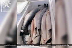 Как ванильные сушки превратились в… лосося: 13 тонн рыбу пытались незаконно вывезти из Беларуси в соседнюю страну