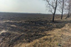 В Бобруйском районе подростки подожгли траву: они тушили огонь куртками и кока-колой