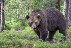 В Беларуси хотят разрешить охоту на медведей и рысей: причину рассказали в Минприроды