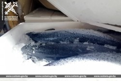 Лосося без документов изъяли могилевские таможенники. Отправителю и перевозчику грозит крупный штраф