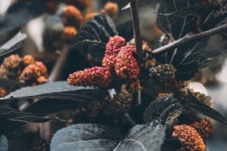 От них больше вреда, чем пользы: какие фруктовые деревья не стоит высаживать на своем участке