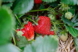 Как вычислить кустики клубники, которые лучше выбросить