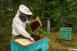 «Если заниматься пчелами серьезно, за это можно неплохо жить». Пчеловод из Бобруйска рассказал о своем занятии.  Видео 