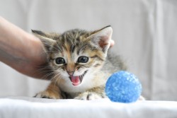 Лучшая игрушка для котенка: краткий обзор кошачьих развлечений