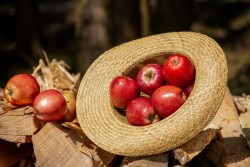 Беларусь вошла в топ-4 стран с самыми низкими ценами на яблоки